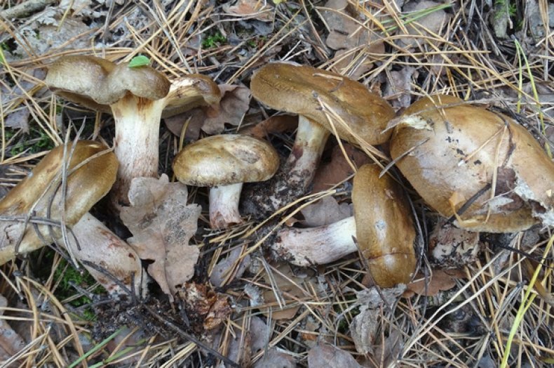 Paxillus involutus