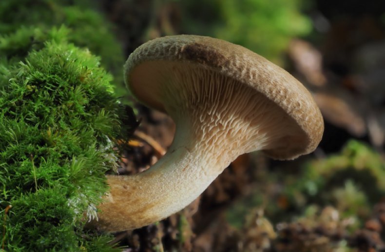 Paxillus involutus