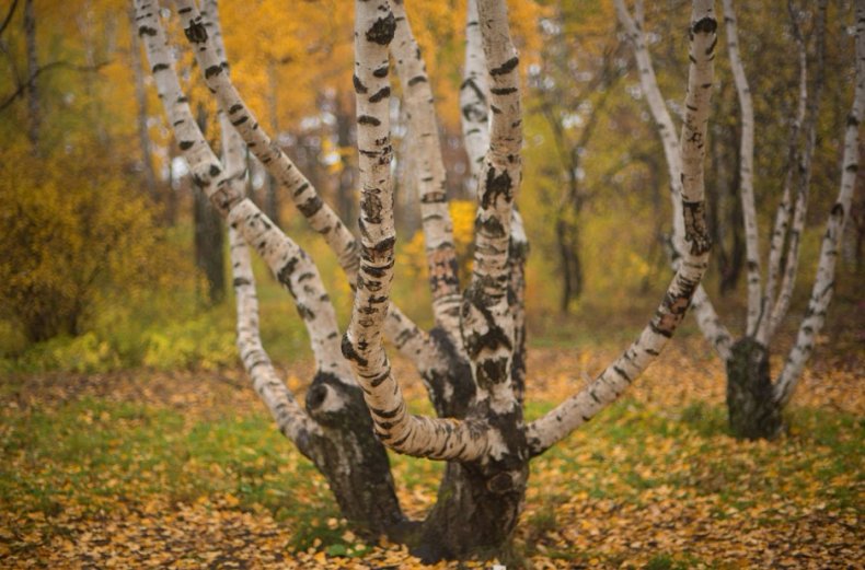 Карельская берёза