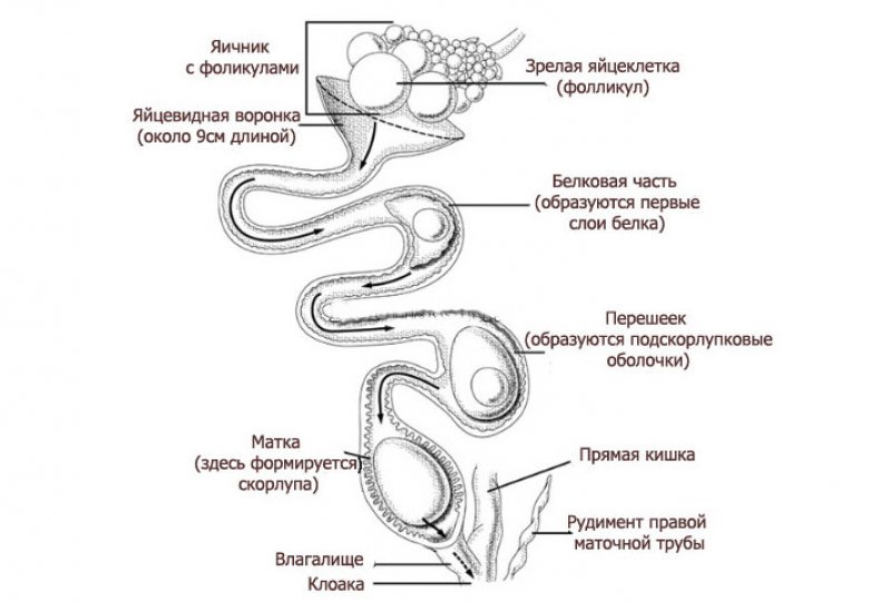 Механизм появления яйца