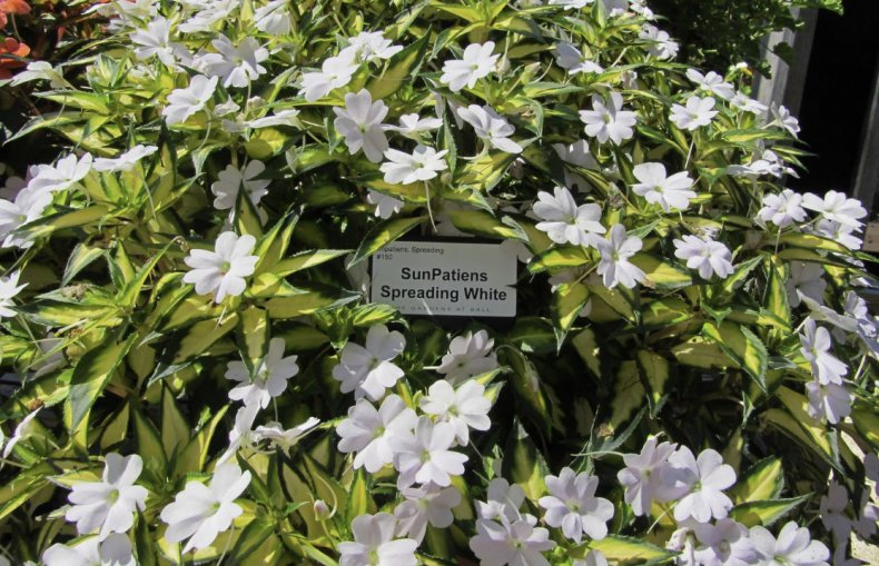 Sun Patiens Spreading Clear White