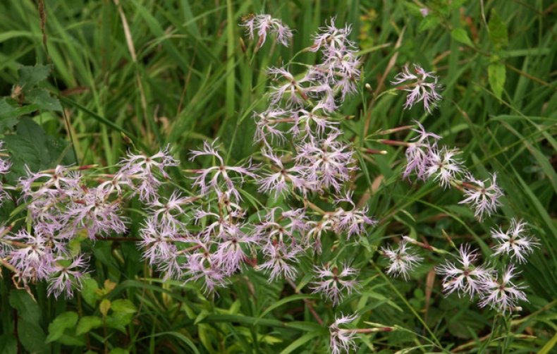 Dianthus superbus var. speciosus