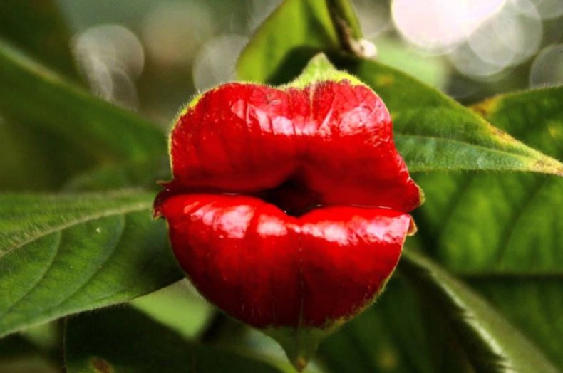 Psychotria elata