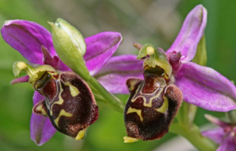 Ophrys apifera