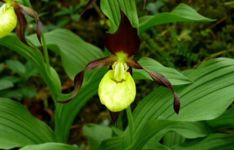 Cypripedium calceolus