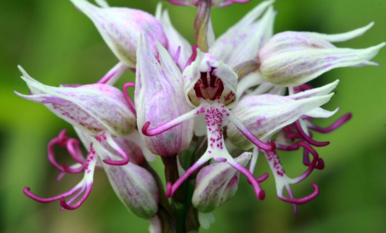 Orchis simia