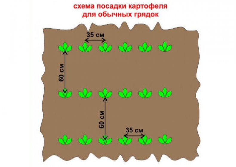 Схема посадки картофеля