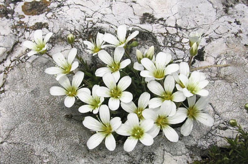 Arenaria grandiflora