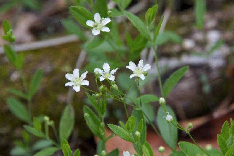 Arenaria lateriflora