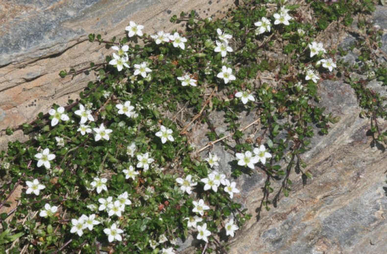 Arenaria biflora