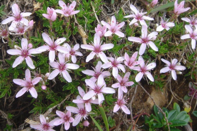 Arenaria purpurascens