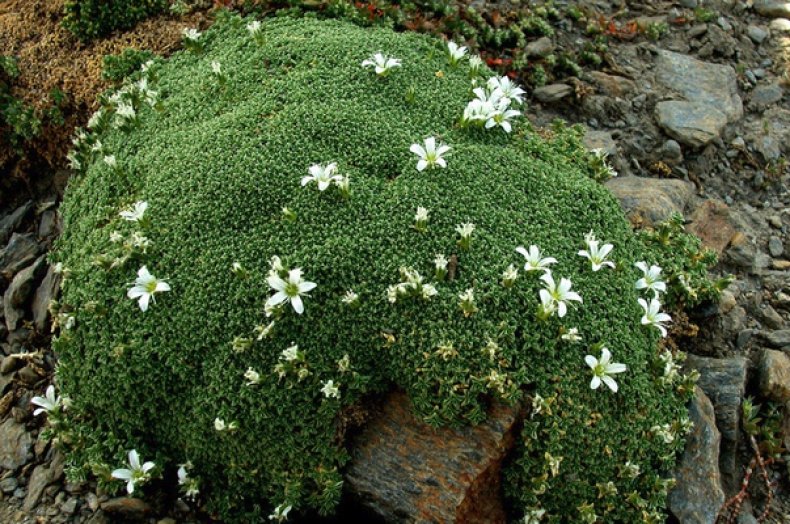 Arenaria tetraquetra