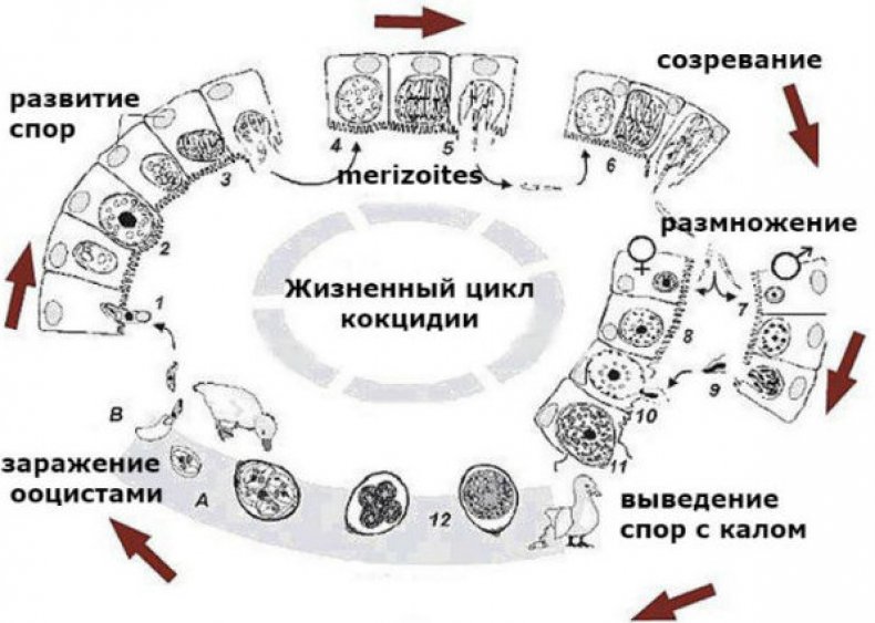 Жизненный цикл кокцидии