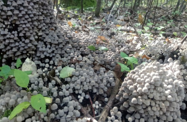 Coprinellus disseminatus