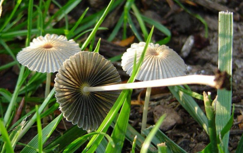 Parasola plicatilis