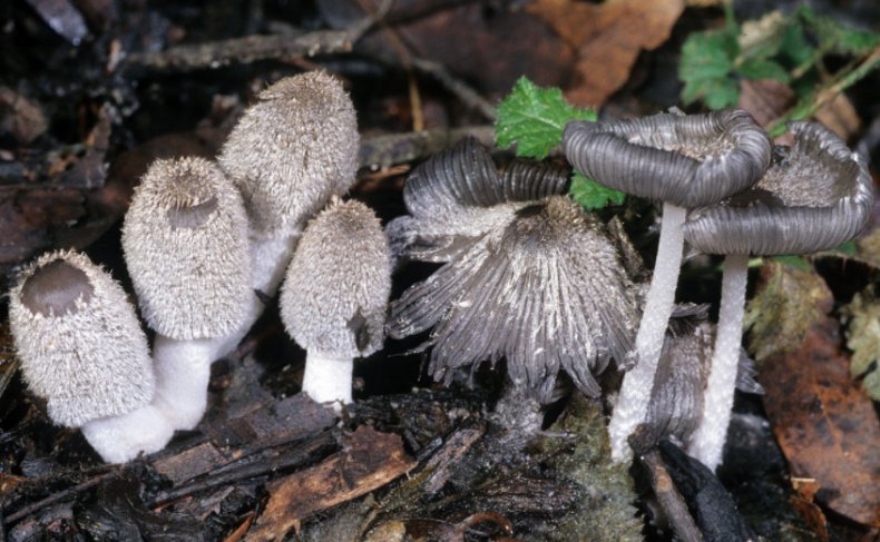 Coprinopsis lagopus