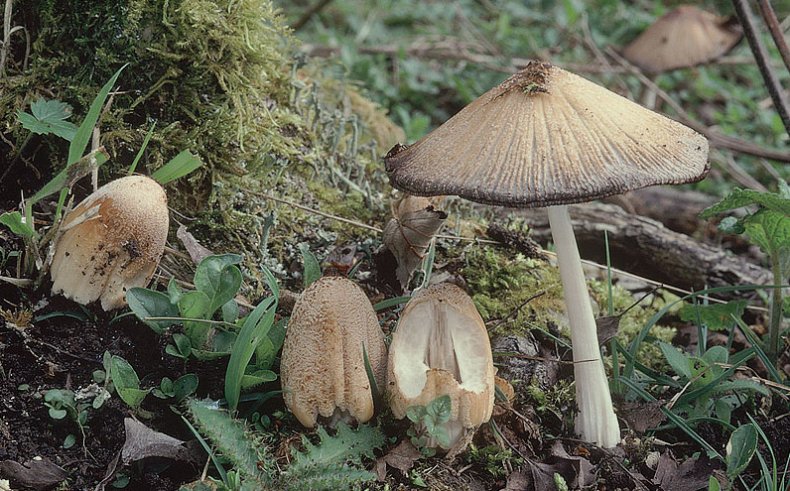 Coprinellus domesticus