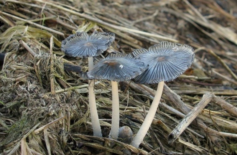 Coprinopsis cinerea