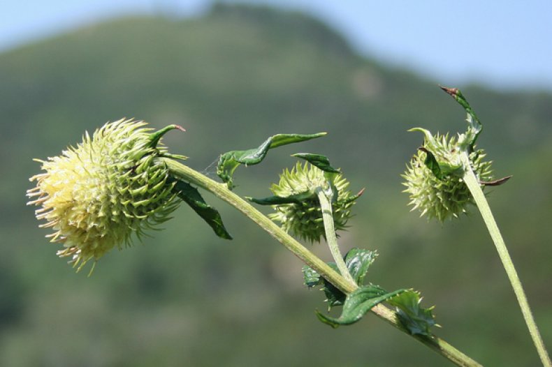 Alfredia Cernua