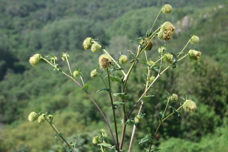 Alfredia Cernua