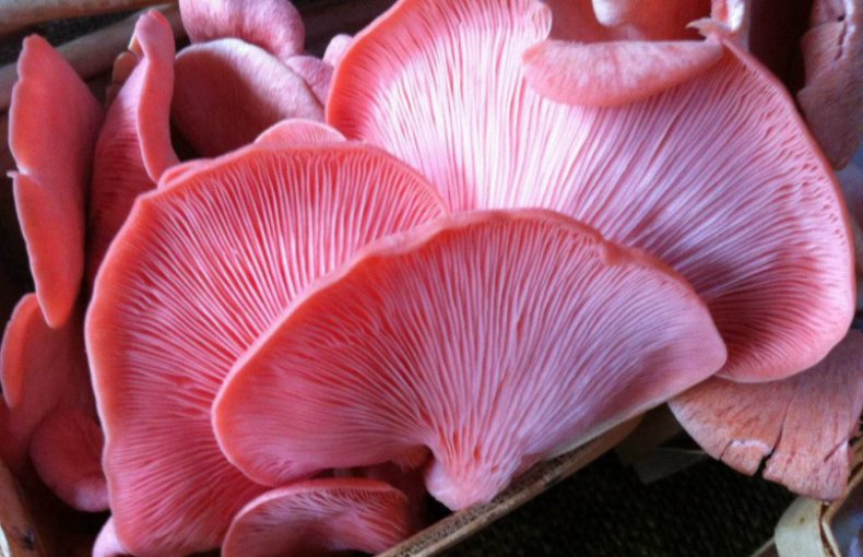 Pleurotus djamor