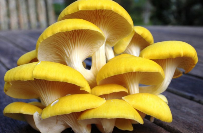 Pleurotus citrinopileatus