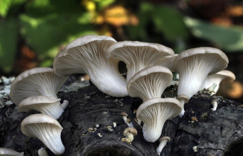 Pleurotus ostreatus