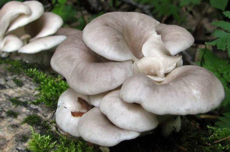 Pleurotus cornucopiae