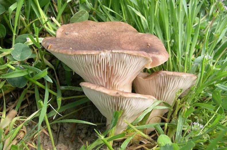 Pleurotus eryngii