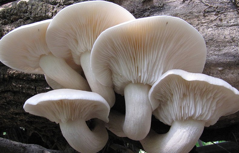 Pleurotus dryinus