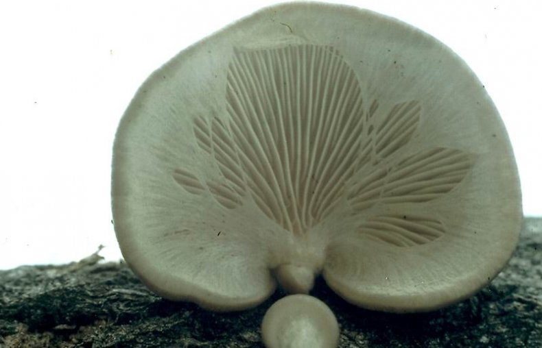 Pleurotus calyptratus