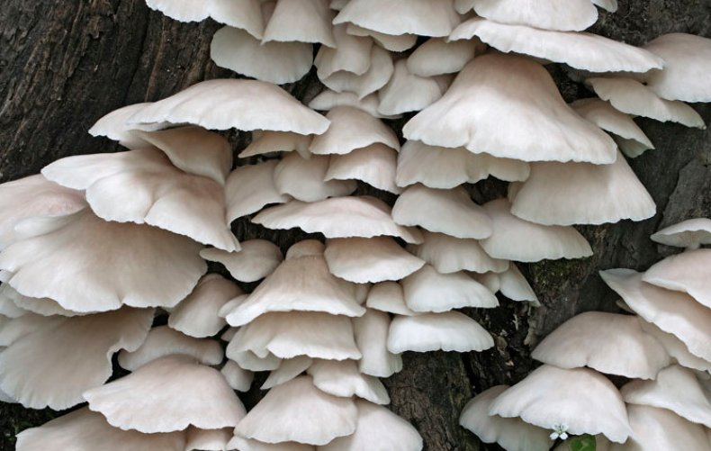 Pleurotus pulmonarius