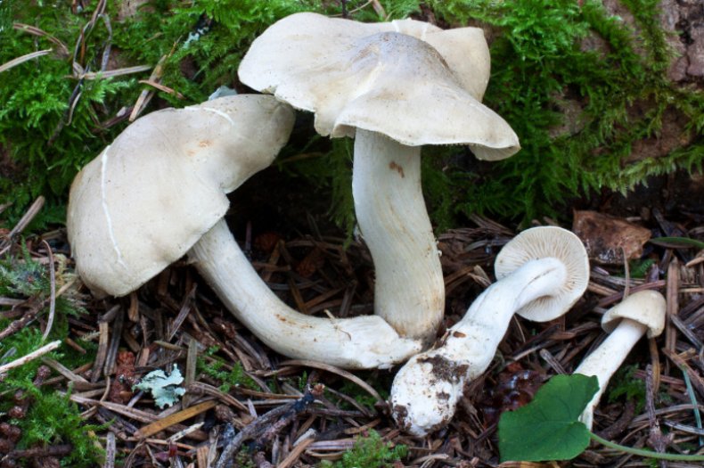 Tricholoma inamoenum