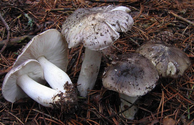 Tricholoma portentosum