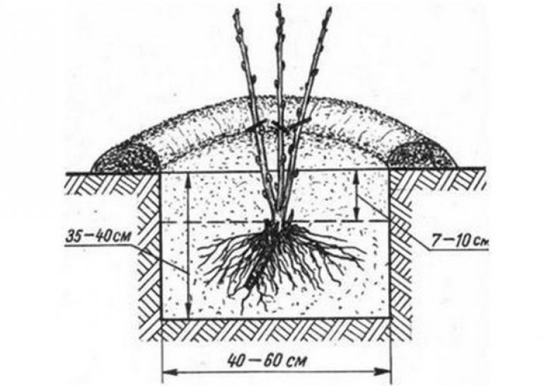 Схема посадки крыжовника