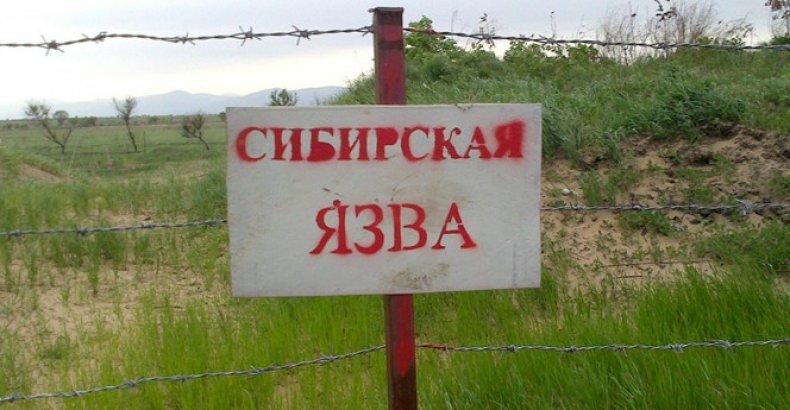 Сибирская язва