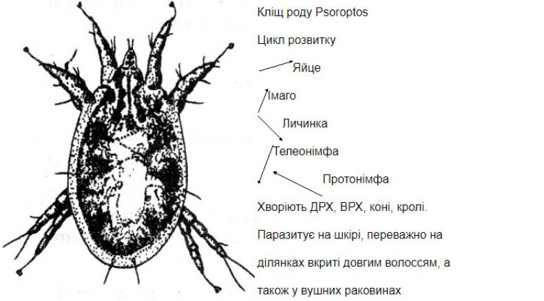 Псороптоз.