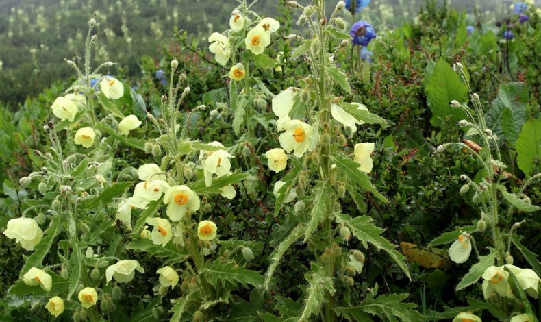 Meconopsis paniculata