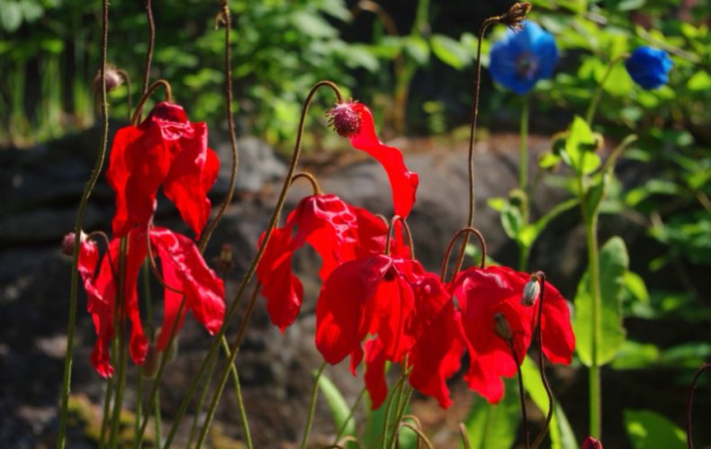 Meconopsis punicea