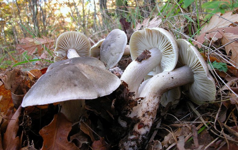 Tricholoma saponaceum