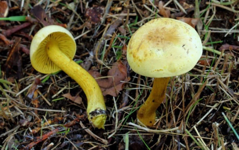 Tricholoma sulphureum