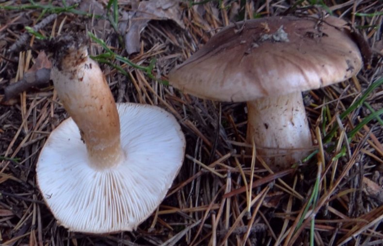 Tricholoma albobrunneum