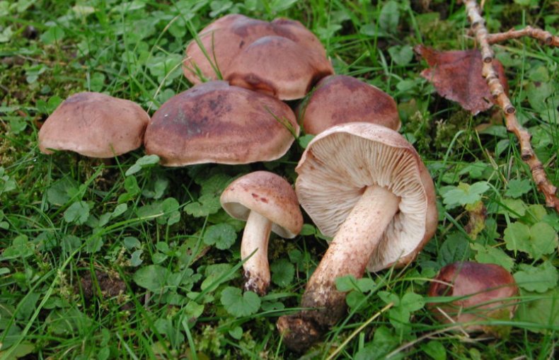 Tricholoma populinum