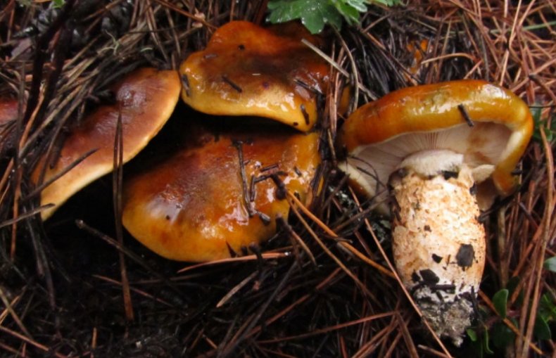 Tricholoma Focale