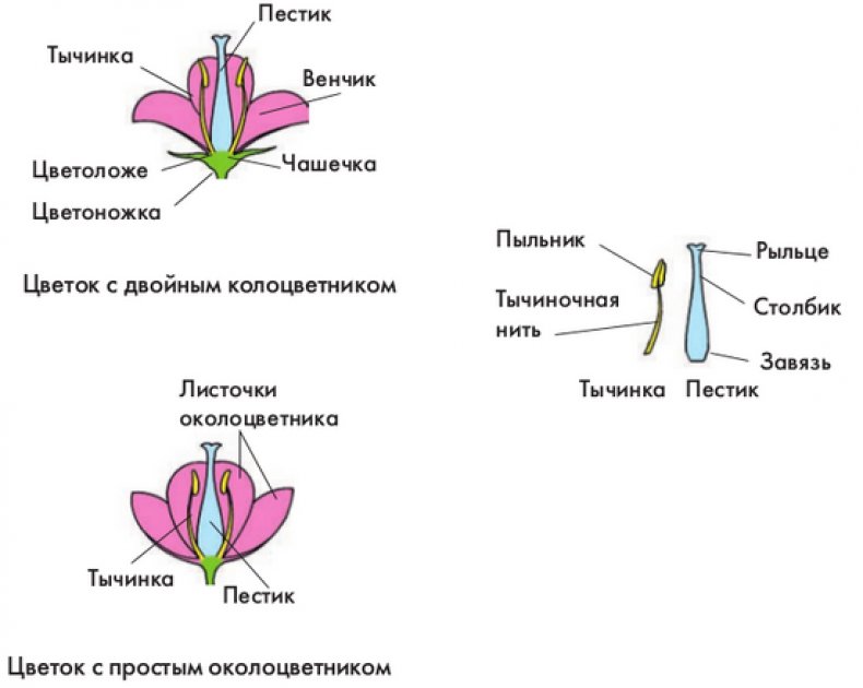 Двудомные