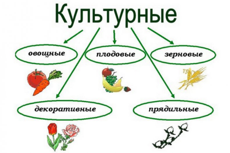 Культурные растения