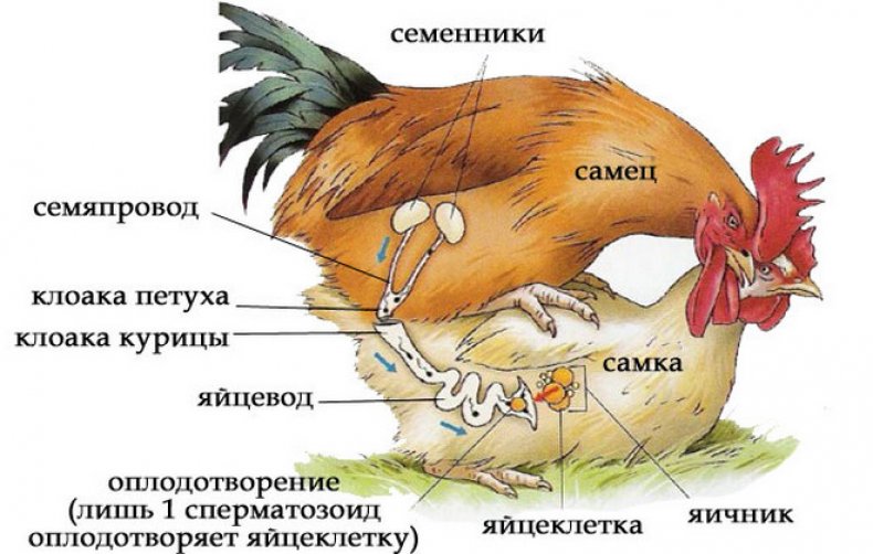 Процесс оплодотворения