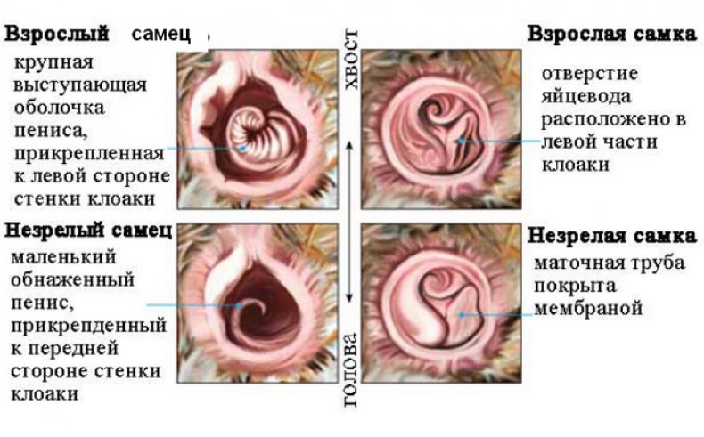 Определение пола гусей