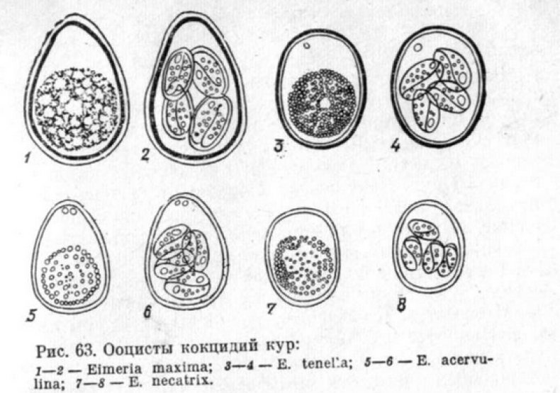 куры