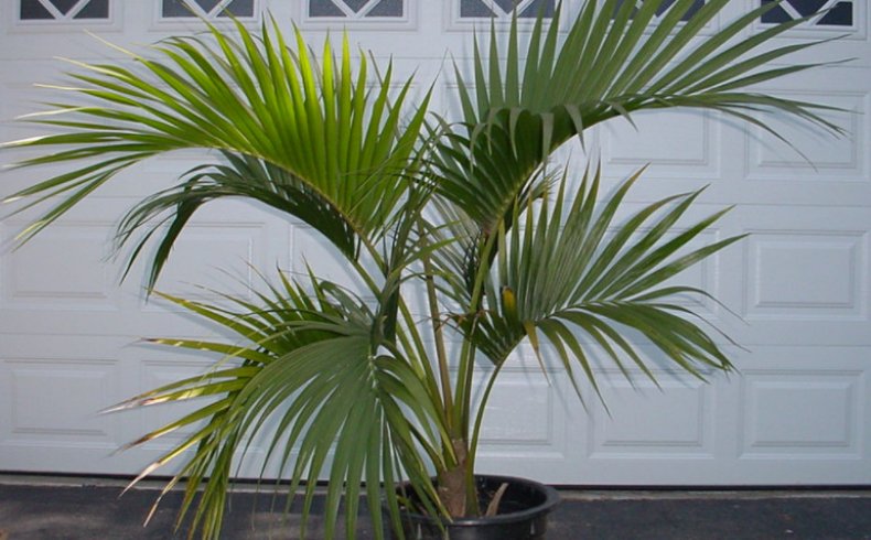 Howea belmoreana